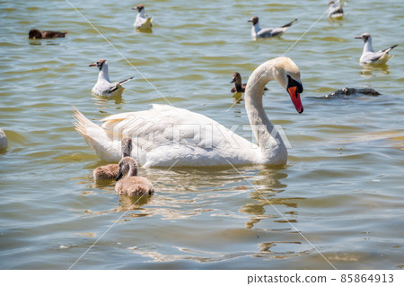 A female mute swan, Cygnus olor, swimming on a lake with its new born baby cygnets. Mute swan protects its small offspring. Gray, fluffy new born baby cygnets. 85864913