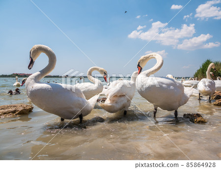 A large flock of graceful white swans swims in the lake., swans in the wild 85864928