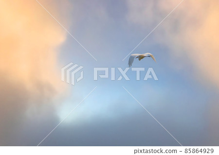 The flight of the little egret or Small White Heron. 85864929