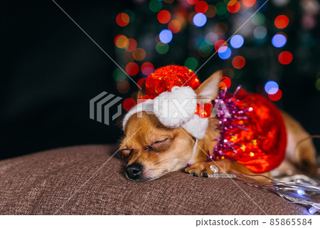 The Toy Terrier is a yellow New Year's dog. 85865584