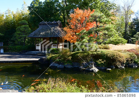 Autumn leaves in full bloom, Jozanen in autumn, Shisenkaku Autumn leaves in full bloom, Jozanen in autumn, Shisenkaku 85865898