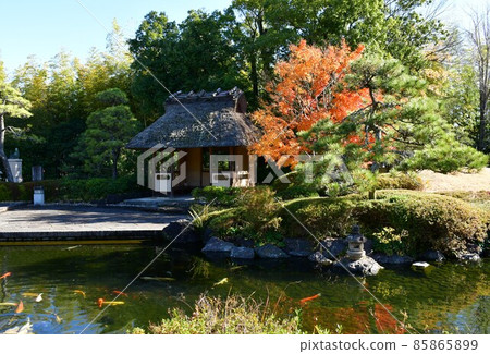 Autumn leaves in full bloom, Jozanen in autumn, Shisenkaku 85865899