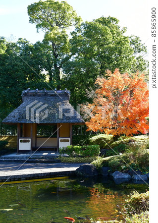 Autumn leaves in full bloom, Jozanen in autumn, Shisenkaku 85865900