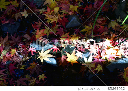 Autumn leaves in full bloom, Jozanen in autumn, Shisenkaku 85865912