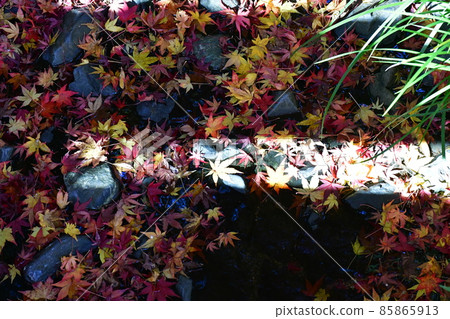 秋天的紅葉盛開，秋天的定山年，四仙閣 85865913