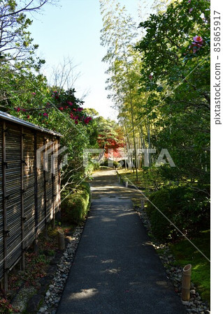 Autumn leaves in full bloom, Jozanen in autumn, Shisenkaku 85865917
