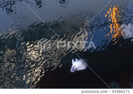 魚胴體 85866271