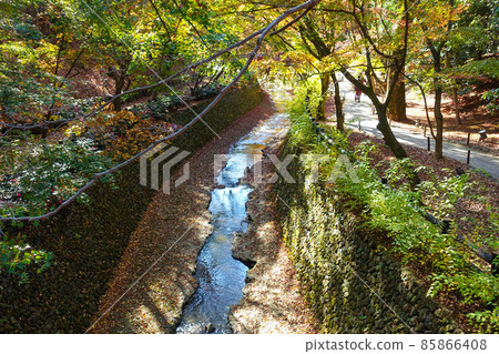 京都北野天滿宮紅葉紅葉紅葉 85866408
