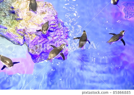 Sumida Aquarium 企鵝在泳池式水族館中游泳 Sumida Aquarium 企鵝在泳池式水族館中游泳 85866885