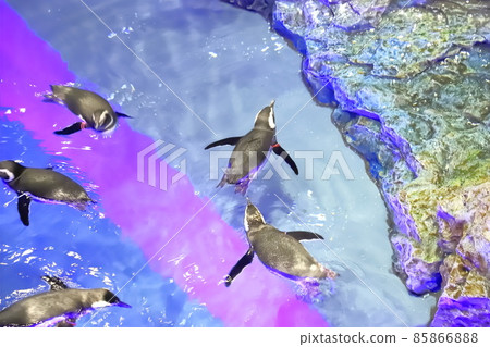 Sumida Aquarium 企鵝在泳池式水族館中游泳 Sumida Aquarium 企鵝在泳池式水族館中游泳 85866888