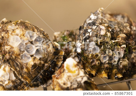Raw oysters washed with a scrubbing brush Raw oysters washed with a scrubbing brush 85867301