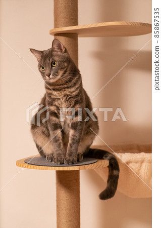 Sitting cat Sitting cat 85867535