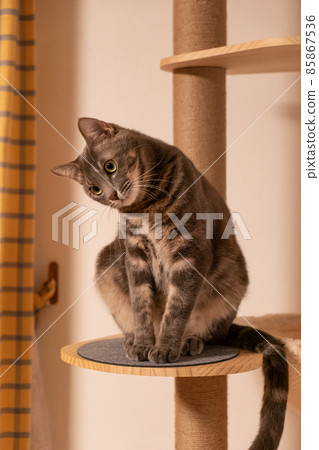 Sitting cat Sitting cat 85867536