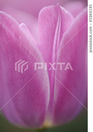 Tulip-oriented vertical composition 85868195