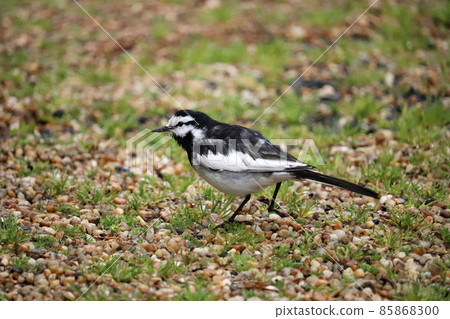Black-backed wagtail that walks around vigorously without the right toe 85868300