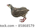 Singing Isolated quail on a white background 85868579