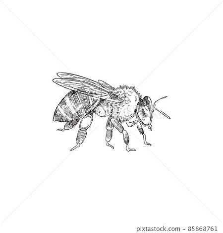 Detailed bee in monochrome hand drawn sketch style, vector illustration isolated on white background. Detailed bee in monochrome hand drawn sketch style, vector illustration isolated on white background. 85868761