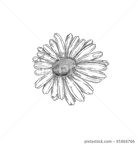 Chamomile or Daisy Wheel flower hand drawn engraved vector illustration isolated. Chamomile or Daisy Wheel flower hand drawn engraved vector illustration isolated. 85868766