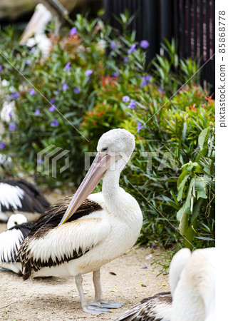 White Pelican - Pelecanus onocrotalus on Ragunan zoo White Pelican - Pelecanus onocrotalus on Ragunan zoo 85868778