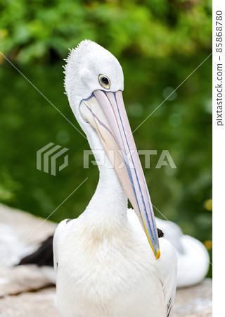 White Pelican - Pelecanus onocrotalus on Ragunan zoo White Pelican - Pelecanus onocrotalus on Ragunan zoo 85868780