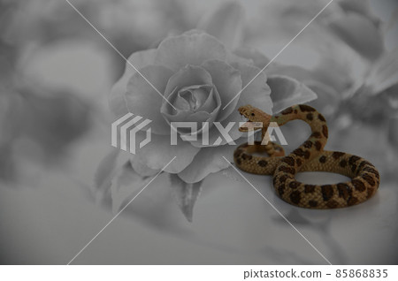 Sasanqua and snake 85868835