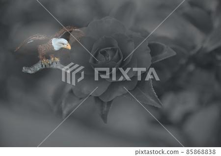 Sasanqua and birds 85868838