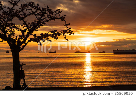 春天的溫哥華日落海灘公園 櫻花和日落盛開 春天的溫哥華日落海灘公園 櫻花和日落盛開 85869030