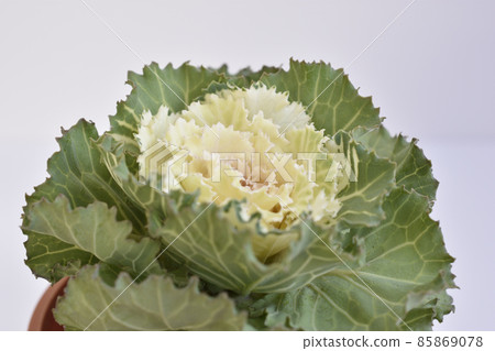 Flower cabbage Flower cabbage 85869078