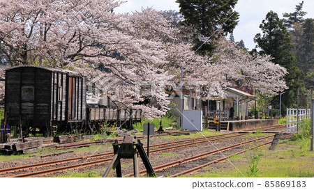 Spring Kominato Railway Satomi Station Railway in full bloom 85869183