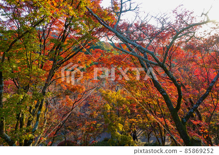 京都清水寺紅葉 京都清水寺紅葉 85869252