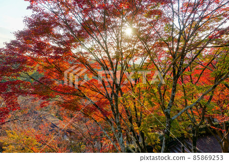 京都清水寺紅葉 85869253