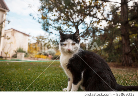 Cat in garden Cat in garden 85869332