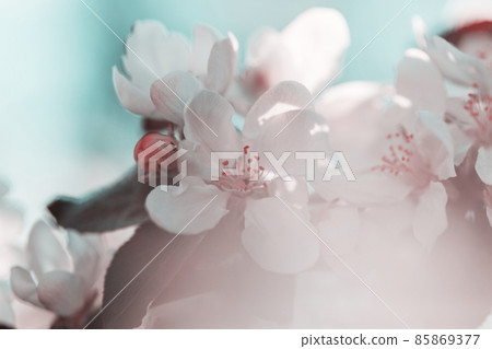 Blossom tree 85869377