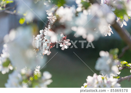 Blossom tree Blossom tree 85869378