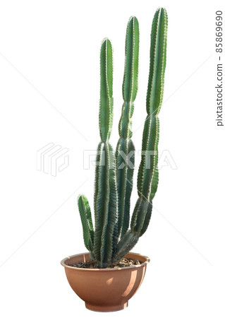 High Cactus blooming flower in the in clay pot die cut on white isolated. 85869690