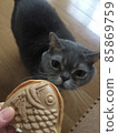 Taiyaki  85869759