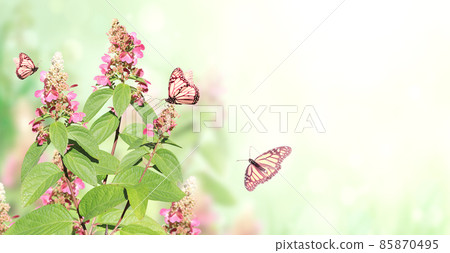 Sunny spring background with pink flowers and three Monarch butterfly. Horizontal summer banner with flowers and butterflies 85870495