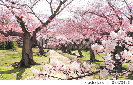 Blooming sakura trees in Koishikawa Korakuen garden, Okayama, Japan 85870496