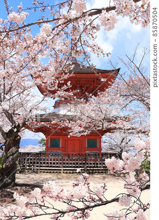 Japanese pagoda and sakura flowers, sacred Miyajima island, Japan. Spring flowering sakura season 85870504