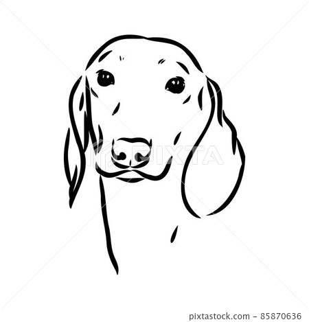 Dachshund Dog. Hand drawn. Vector illustration dachshund dog vector Dachshund Dog. Hand drawn. Vector illustration dachshund dog vector 85870636