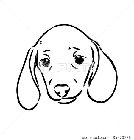 Dachshund Dog. Hand drawn. Vector illustration dachshund dog vector 85870726