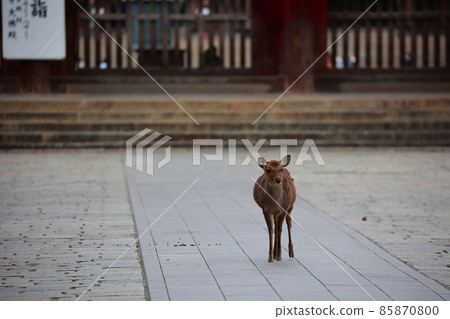 Deer at Todaiji Temple in Nara 85870800