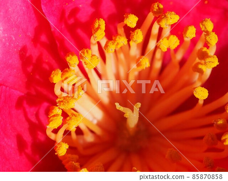 陽光下紅茶梅雄蕊和雌蕊的特寫 陽光下紅茶梅雄蕊和雌蕊的特寫 85870858