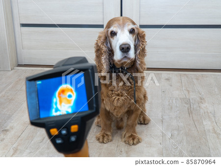 measuring the dogs body temperature with a thermal imager. selective focus measuring the dogs body temperature with a thermal imager. selective focus 85870964