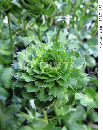 Ranunculus green eagle 85871172