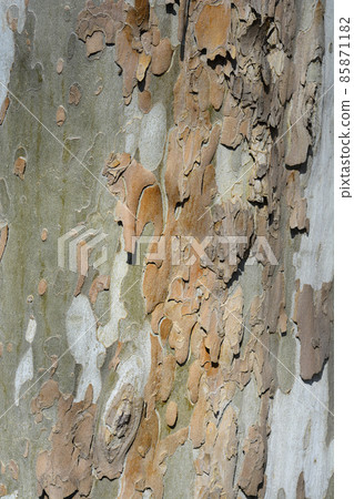 London plane 85871182