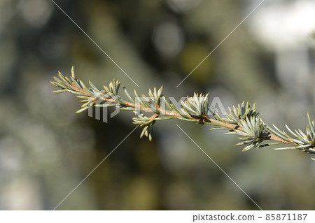 Blue atlas cedar Blue atlas cedar 85871187