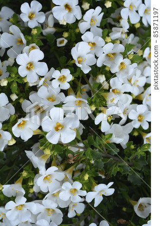 Ornamental bacopa Ornamental bacopa 85871197