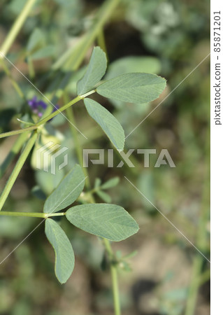 Alfalfa 85871201
