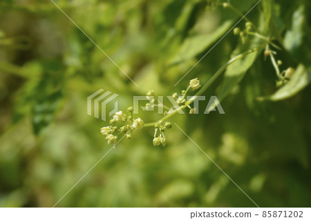 Wild cucumber Wild cucumber 85871202